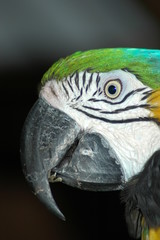 ルリコンゴウインコ