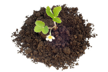 Young strawberry plant in soil