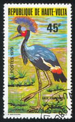 Crowned crane
