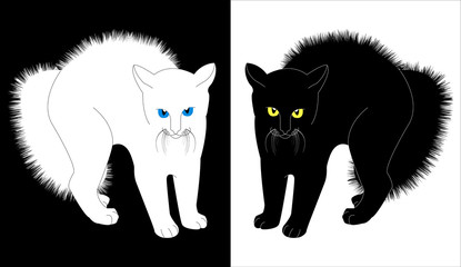 White and black cats