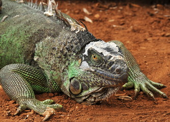 Green iguana