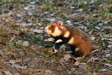 European hamster (Cricetus cricetus)