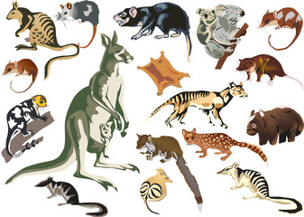 Obraz premium set of marsupial animals isolated on white