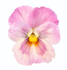 heartsease on white background