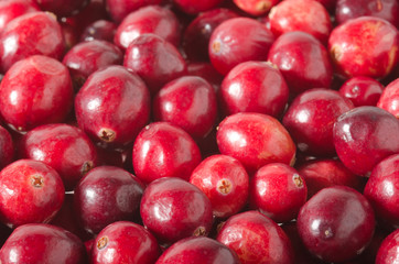 Preiselbeere, Cranberry