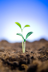 Green seedlings in new life concept