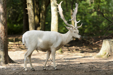 Fallow Deer