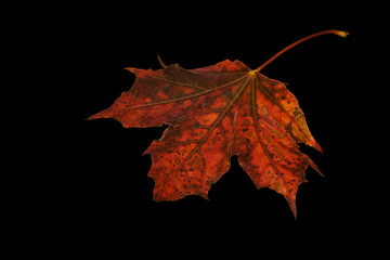 Herbstblatt rot orange