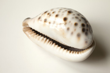 ocean shell with brown spots