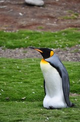 king penguin