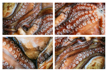 octopus collage
