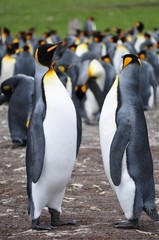 king penguins