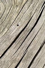 Obraz premium Vieux tronc