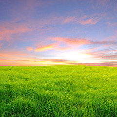 Fototapeta na wymiar Sunset on grass field