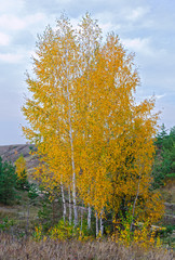 Birches grow in the field