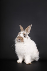 Obraz premium White bunny in front of a black background