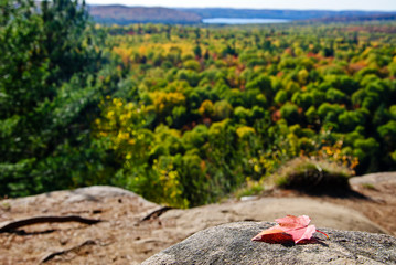 Einzelnes Blatt auf Felsvorsprungvor weiter Waldebene