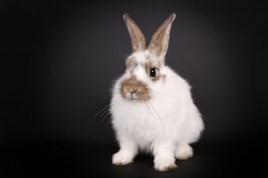 White bunny in front of a black background