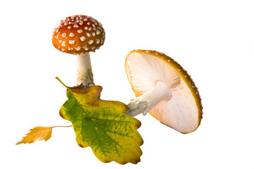 Pilze im Herbst