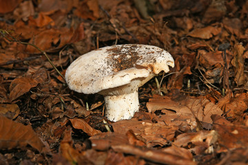 Fototapeta premium Champignon