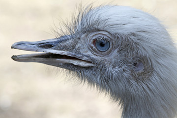 Nandu
