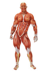 Fototapeta na wymiar muscle man front view