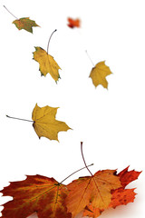 Herbst