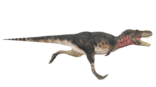 tarbosaurus runing side view