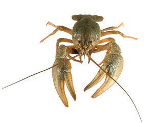 Crayfish on white background