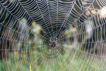 Spider in web