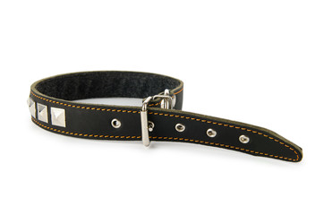 Dog collar isolated on the white background