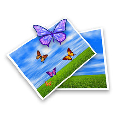 Photos with butterflies illustration
