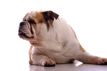 Junghund englische Bulldogge frontal liegend