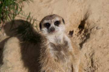 Fototapeta premium Meerkat