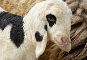 Fototapeta premium White lamb
