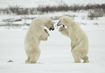 Combattre les ours polaires.