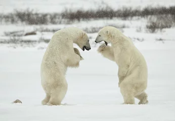 Foto op Plexiglas Vecht tegen ijsberen. © Uryadnikov Sergey