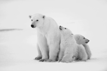 Fototapeta na wymiar Polar nied¼wiedzica z młodymi.
