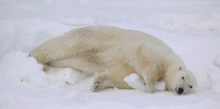 Rest of a polar bear.