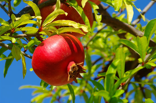 Granatapfel - pomegranate 23