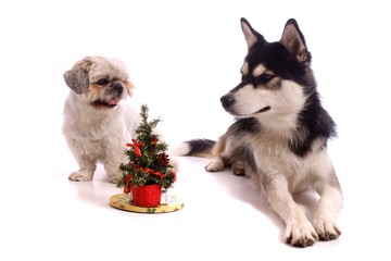 zwei Hunde mit kleinem Weihnachtsbaum