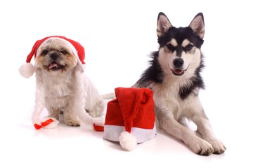 Obraz premium zwei Hunde und Nikolaus Mützen