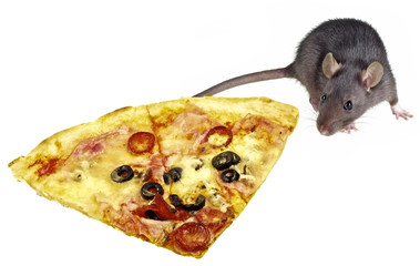 mouse and pizza