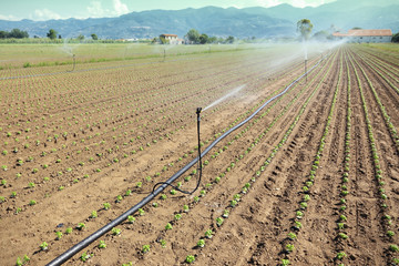 irrigation of vegetable field