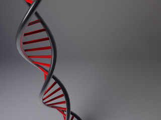 3D model of DNA