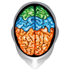 Human brain top view