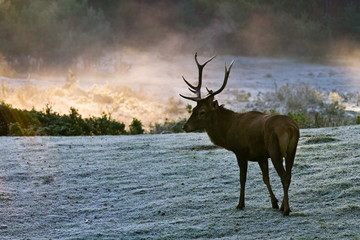Majestic Bull on the meadow at sunrise