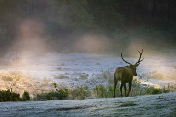Deer on the foggy meadow at sunrise
