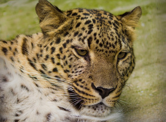 close-up leopard