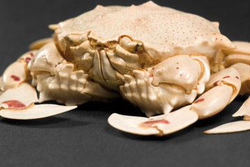low angle moon crab detail
